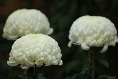 Close-up of white rose flower