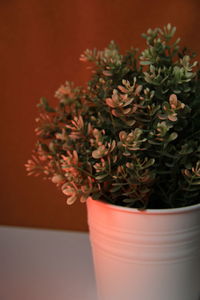 Close-up of potted plant on table against wall