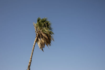 Close-up of wilted plant against clear blue sky