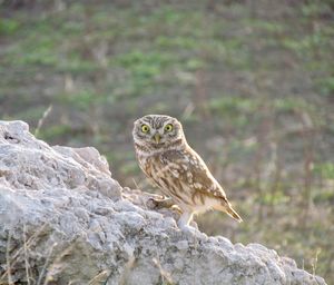 Close-up of owl perching on rock