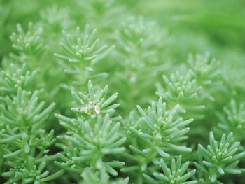 Close-up of fresh green plants