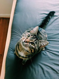 High angle portrait of cat on bed