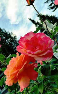 Close-up of pink flower blooming against sky
