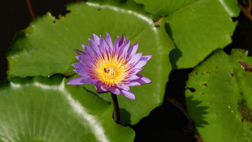 Close-up of lotus water lily in pond