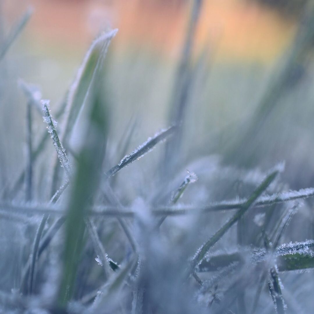 nature, cold temperature, selective focus, winter, close-up, ice, plant, beauty in nature, no people, grass, frozen, day, snow, growth, fragility, outdoors, freshness