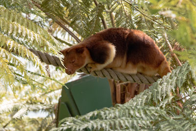 Close-up of an animal