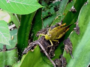 Close-up of insect on leaf