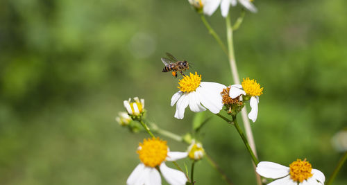 Bee pollinating flower