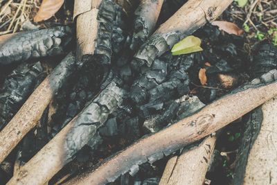 Close-up of logs in forest