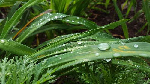 Close-up of water drops on grass