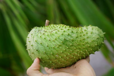 Close-up of hand holding leaf