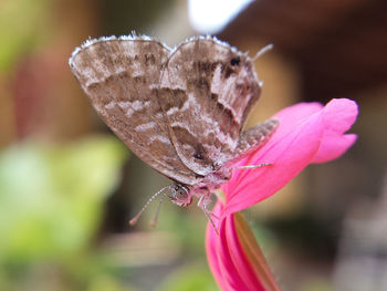 Close-up of butterfly on flower