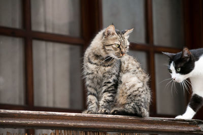 Close-up of a cat looking away