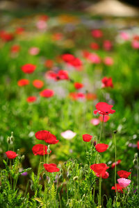 Close-up of red poppy flowers in field