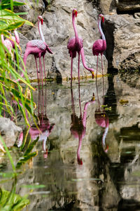 View of birds in lake