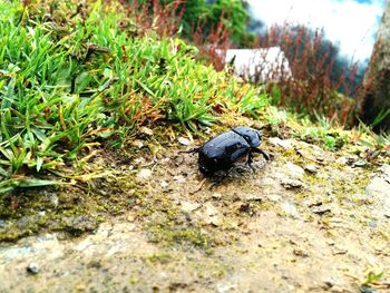 Close-up of snail on ground