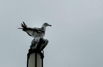 Low angle view of birds perching on tree