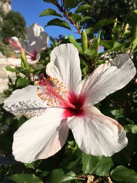 Close-up of pink hibiscus blooming in garden