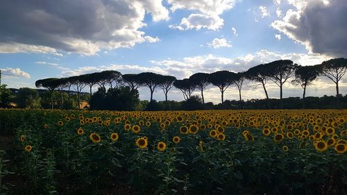 Scenic view of field against sky