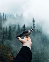 Cropped hand holding bird against trees during foggy weather