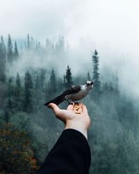 Low angle view of hand holding bird on land