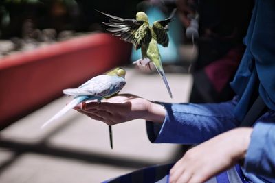 Close-up of bird perching on hand