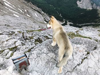 View of a cat on rock