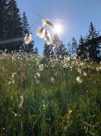 View of flowering plants on field against sky