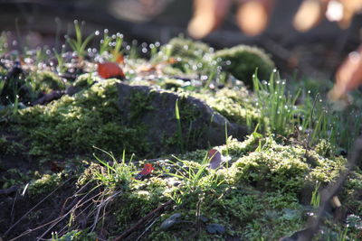 Close-up of wet plants
