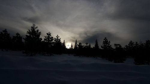 Trees against cloudy sky