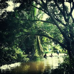 Reflection of trees in water