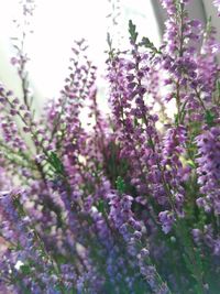 Close-up of purple flowering plant