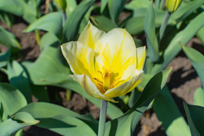Close-up of yellow flowering plant