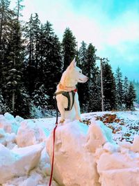 View of a dog on snow covered land