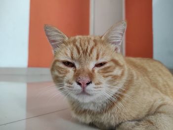 Close-up portrait of a cat at home