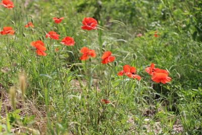 Close-up of red poppy flowers growing on field