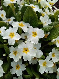 Close-up of white flowering plants