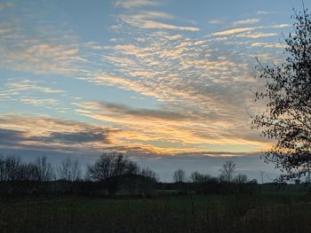 Silhouette trees on field against sky at sunset