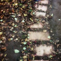 Leaves in puddle