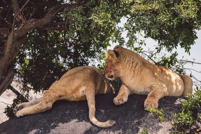 Lion cubs on a rock