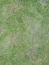 Full frame shot of green grass on field