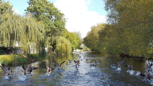 Swan swimming in lake against trees