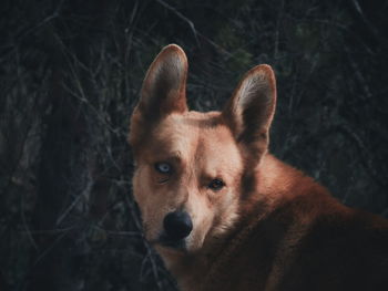 Close-up portrait of dog with heterochromia 