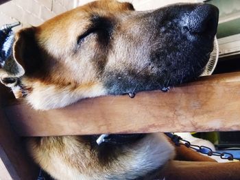 Close-up of dog sleeping