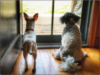 Dogs sitting on window