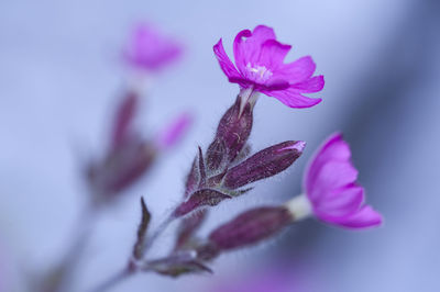 Close-up of pink flower against white background