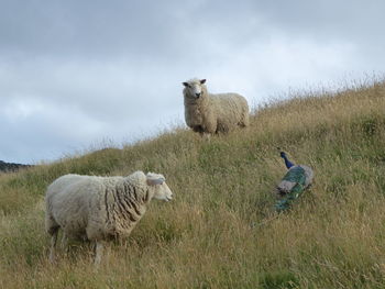 Sheep on field against sky