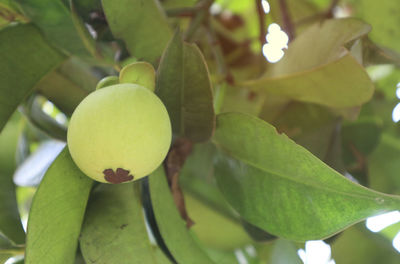 Close-up of fruits growing on tree