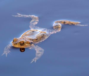 Close-up of frog in water