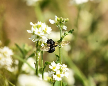 Close-up of insect on flower